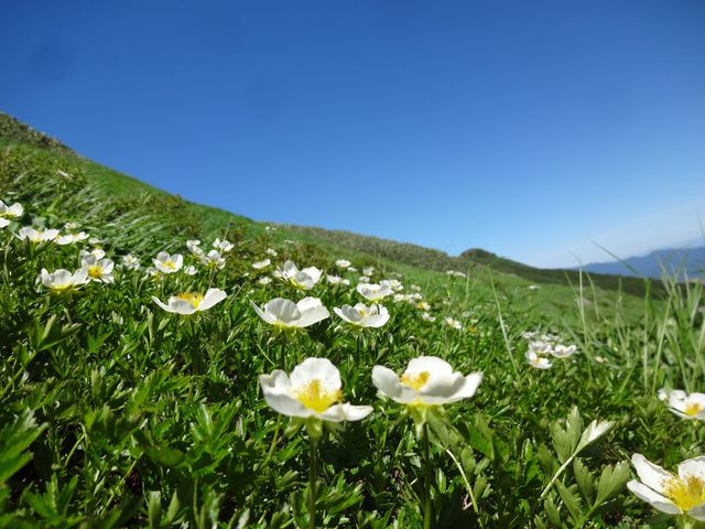 夏はトレッキングでかわいい植物や景色を楽しみましょう。_guide office niseko MUKAVA