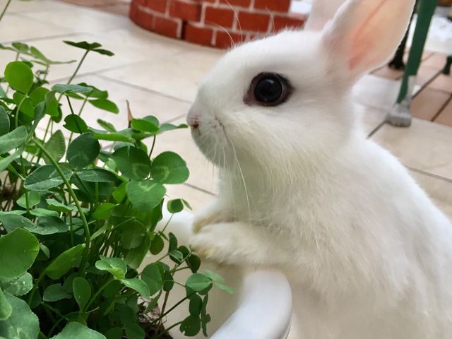 Mimi Lapin