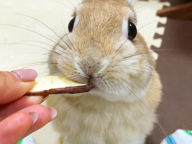Mimi Lapin