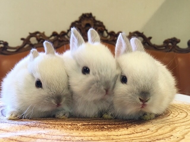 Mimi Lapin