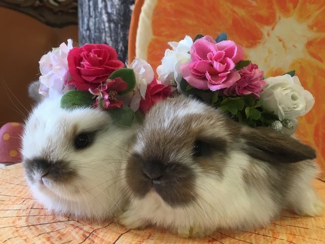 Mimi Lapin