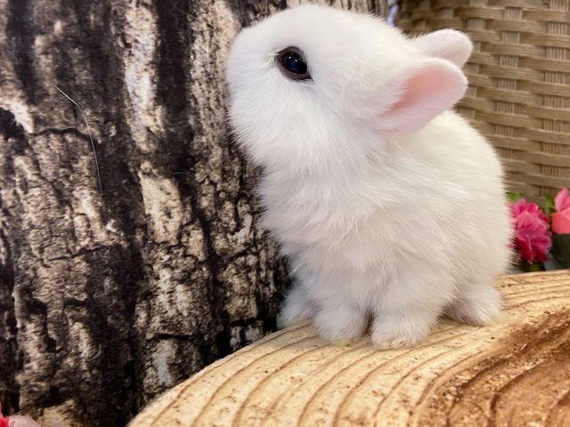 Mimi Lapin