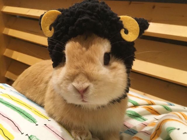 Mimi Lapin