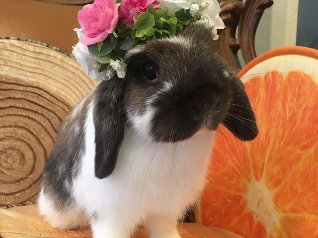Mimi Lapin