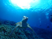 アウリィダイブの写真2