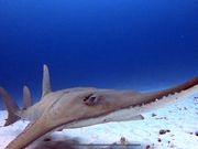 アウリィダイブの写真4