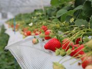 暁いちご農園の写真2