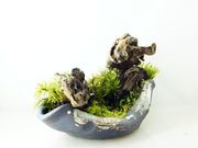 苔庵介る-Scale-の写真2