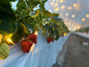 オノウエ農園〜Strawberry Farm “Ruby”〜の写真2