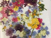 定山渓 てしごと 倶楽部の写真3