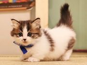 猫カフェ 猫日和の写真4