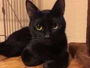 保護猫カフェ 笑猫の写真2