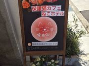 保護猫カフェ 笑猫の写真4