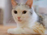 保護ねこcafe Familiaの写真2