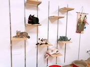 保護ねこcafe Familiaの写真4