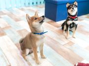 小動物カフェ はなはなの写真2