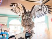 小動物カフェ はなはなの写真4