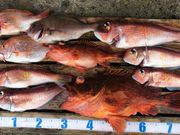 網代の貸しボート・釣竿 内田丸の写真4