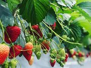 Slow Farmの写真3