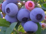 農園 丹沢の薫りの写真2