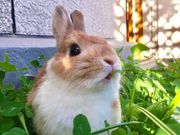 Mimi Lapinの写真2