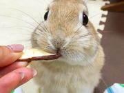 Mimi Lapinの写真3
