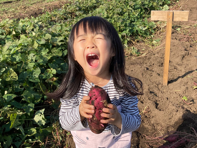 お芋掘ったよー_さわ農園