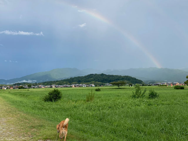 工房の目の前は藤原宮跡。春は桜、夏は蓮の花、キバナコスモス、秋はコスモスと美しい景色がすぐそこに♪うつっているワンコは看板犬の楽ちゃんです!_hamade stainedglass ハメイドステンドグラス