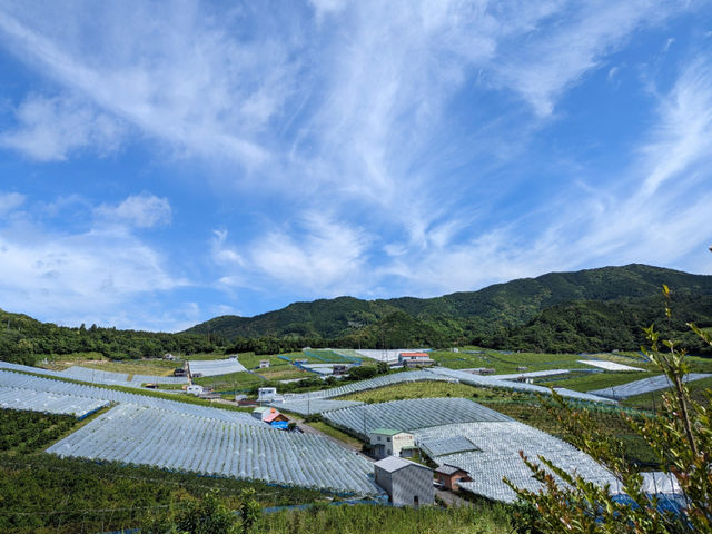有田巨峰村_有田巨峰村 大南農園