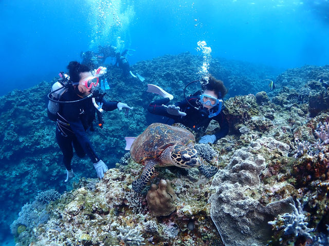 これぞダイビングの魅力!あなたも海の生き物へ!_沖縄 海遊び