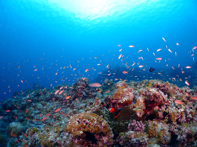 360°のお魚!ワクワクが止まりません!_沖縄 海遊び