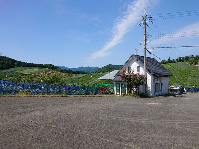 有田巨峰村 松本ぶどう園