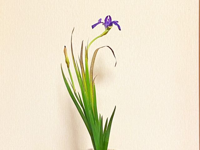 いけばな心月一宮校