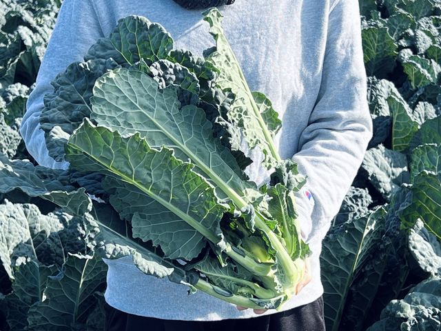 冬のおすすめ野菜1 栄養満点どんな料理にも合う「アレッタ」_須田農園