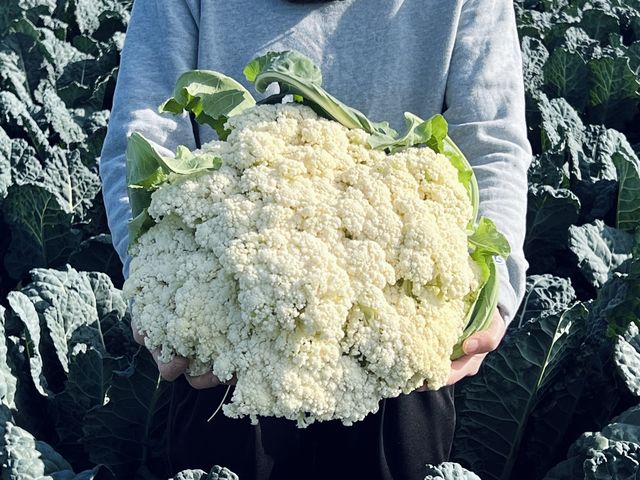 冬のおすすめ野菜2 コリコリ新食感「カリフローレ」_須田農園