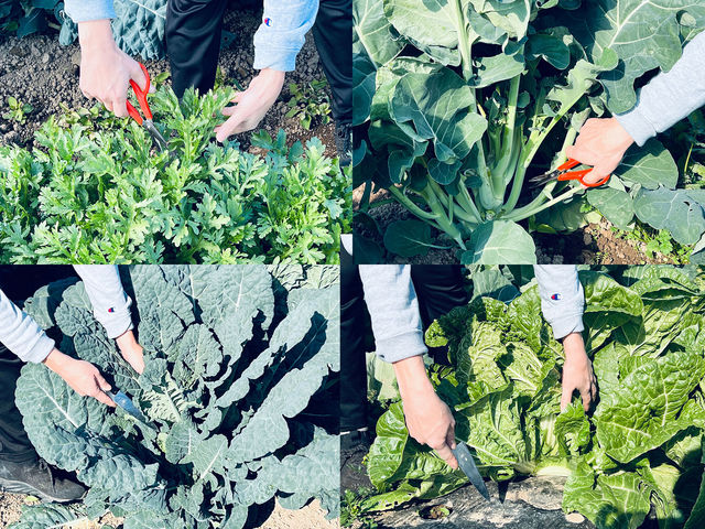 野菜の種類によって手で簡単に収穫できるものから、ハサミやナイフで収穫するものもあります。_須田農園