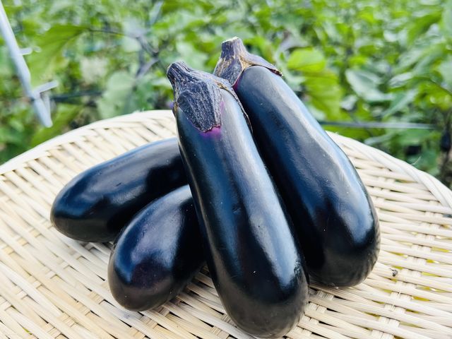皮が柔らかくどんな料理にも合う千両ナス_須田農園