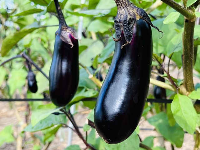 さまざまなナスが収穫できますのでぜひ食べ比べてください_須田農園