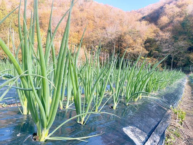 京野菜を育てています_2525農園