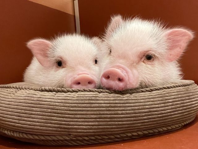 pignic cafe