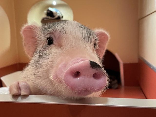 覗き込んできた☺️_pignic cafe