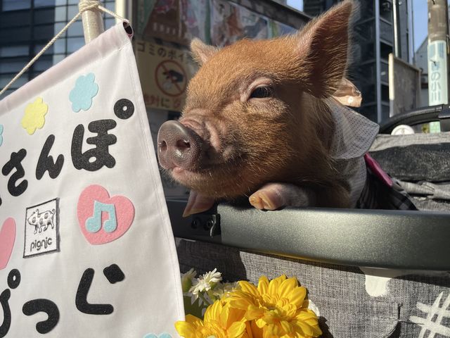 おさんぽぴっぐしてきたよ!!
_pignic cafe
