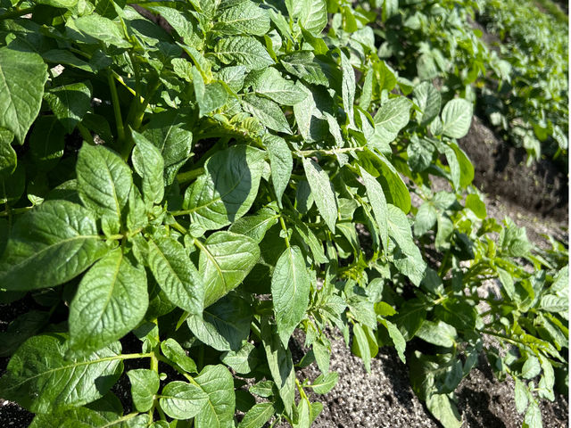 無農薬栽培!! じゃがいもデーす_たっくんfarm
