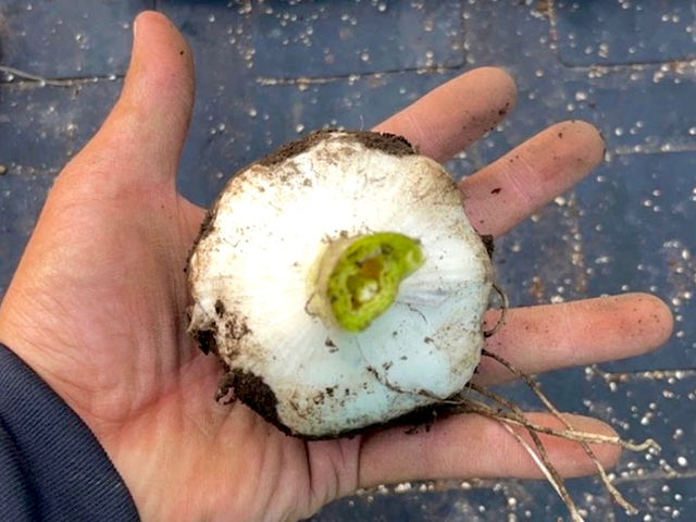 群馬県産!!有機国産ブランドニンニク!!
たっくんfarmならでは!!_たっくんfarm