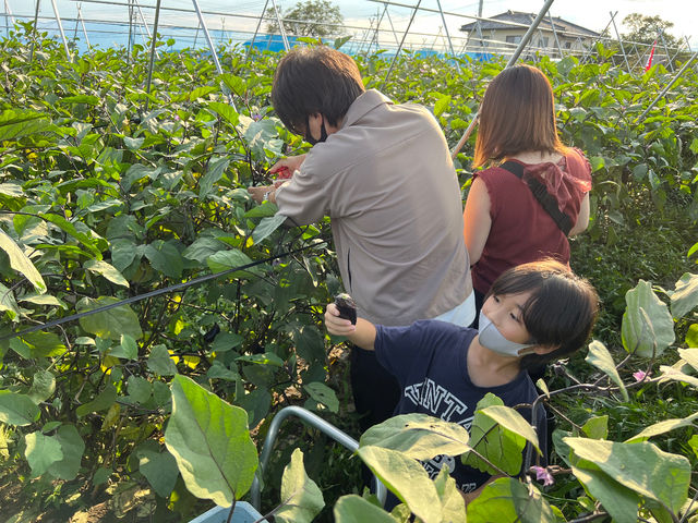 ご家族で収穫体験!みんな楽しんでくれました♪_たっくんfarm