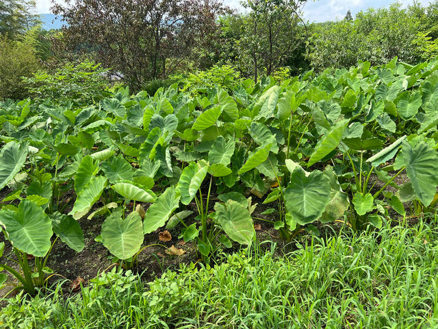 無農薬栽培!! 里芋でーす_たっくんfarm