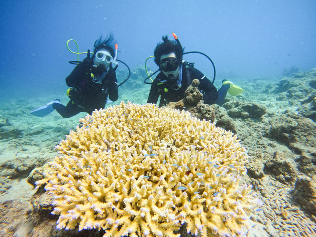 【体験ダイビング】綺麗なサンゴ♪_Leap Scuba Amami