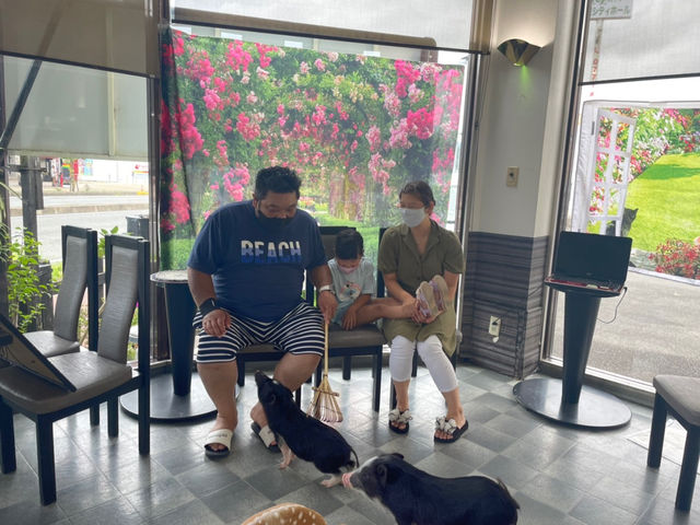 子供の頃から動物恐怖症のお父さんが1時間掛けて入店し克服出来た瞬間。動物大好きな奥様の夢が叶った瞬間でも有りました。ここでは感動のドラマがよく起こります_マイクロぶたカフェ京都