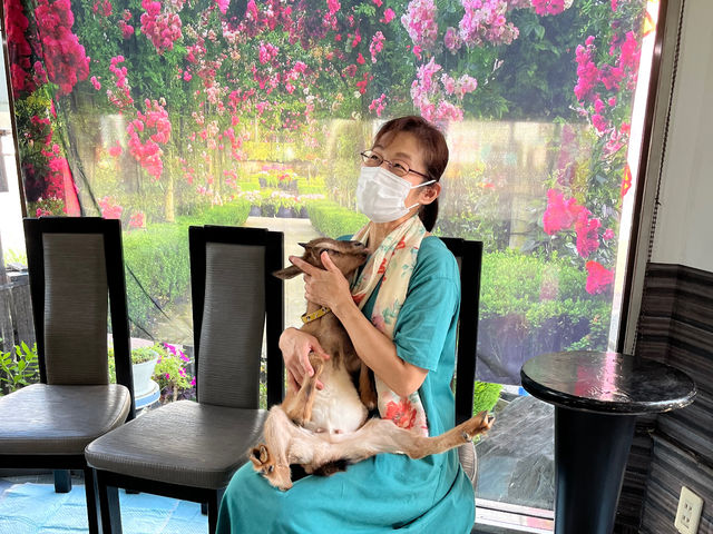 赤ちゃん抱っこが出来る珍しいヤギさんも登場します_マイクロぶたカフェ京都
