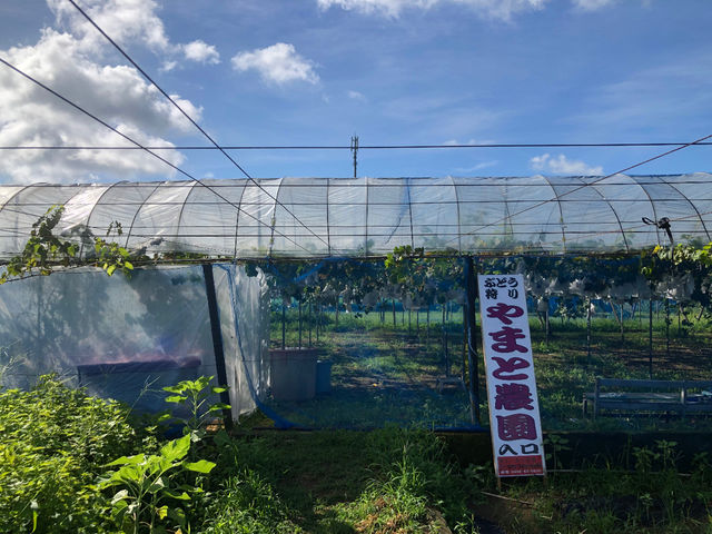 野菜畑の向こう側に巨峰園があります。_やまと農園